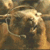 :marmotte: :marmotte: